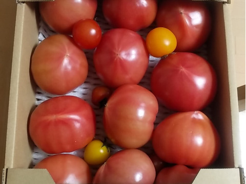 【 100％純トマト🍅】【雪ちゃんトマト】桃太郎トマト（2キロ箱満杯詰め）