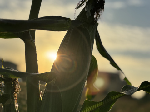 朝採り、当日発送！🌞甘みたっぷりスイートコーン！🌽12本入り【令和7年6月発送・予約限定】