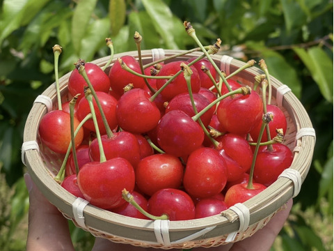 ★週末限定価格★限定5★【朝どれ】《紅秀峰》さくらんぼ 山形県東根産 700g L.2L バラ詰め