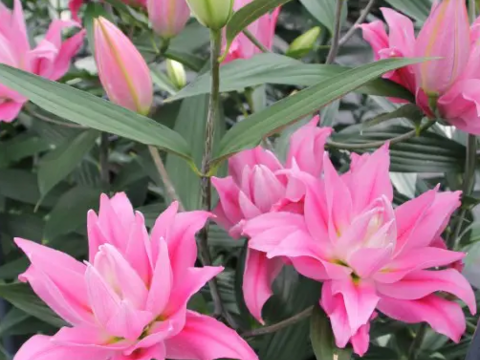 5～6月収穫後順次発送　八重ユリ3本　”カダンゴ”　濃いピンク　新潟県産ユリ切り花　 　※北海道・沖縄県配送不可※