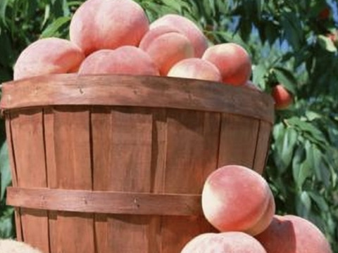 桃の生産量日本一！山梨の朝採り桃2kg 大玉サイズ化粧箱入り（4〜6個）