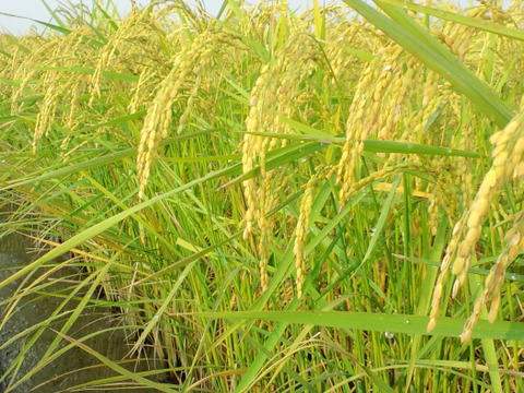 【新米】🌸🌸🌸肥料・農薬不使用30年間『神の力』桐箱風呂敷包み コシヒカリ玄米5kg