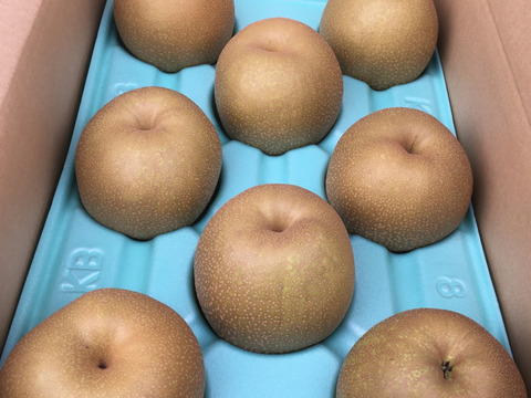 栃木県産 ご家庭用 王秋梨　5kg 6〜9玉入り