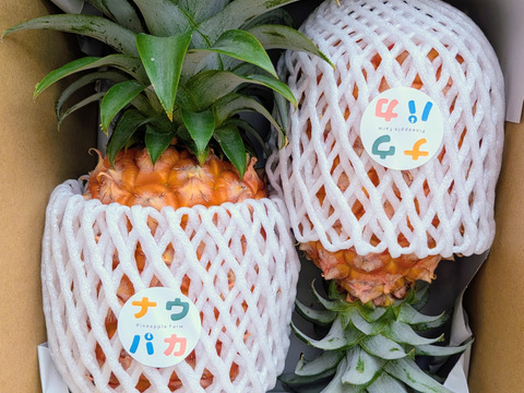 先行予約》『初ピーチの方に大好評!!』✨完熟ピーチパイン約1.2Kg(2〜3