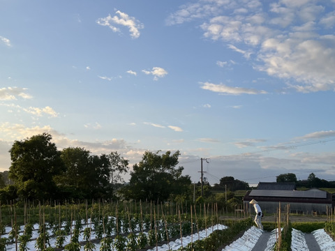 『淡路島五色産さららピーマン約1ｋｇ』ビタミンたっぷり！肉厚、美味！採りたて発送