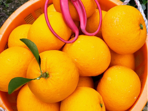 段々畑の甘夏🍊『ご家庭用』5kg