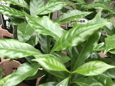 〜優しい空間を〜　苔玉コーヒーの木