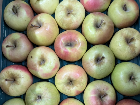 【数量限定・小玉のみ】青森県産りんご「ぐんま名月」家庭用 キズ有 約10kg (5kg×2箱)【光センサー選果】