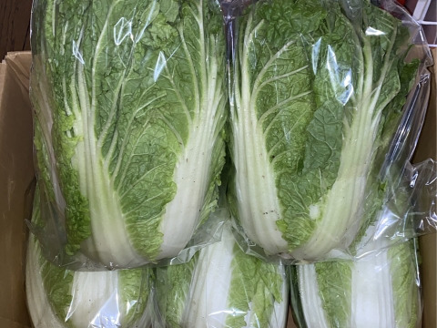 【霜降りミニ白菜】　兵庫県香美町産「ミニ白菜」（５玉）