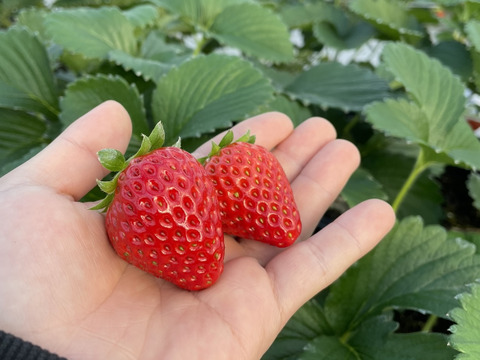 濃厚！紅ほっぺ★4パック入り（約1ｋｇ）