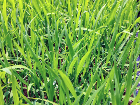 一等米【マンゲツモチ玄米20kg（10ｋｇ×②） 】特別栽培米もち米🌱天然の資材＆有機質肥料のみ・低農薬（80％以上削減）【令和６年産】食べチョクAW2023✨米・穀類🥇１位受賞