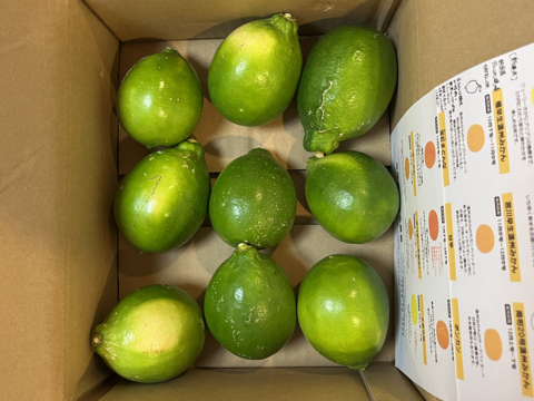 【新発売】純国産レモン璃の香（1.8ｋｇ）只今すっかり衣替えし黄色のレモン🍋です！！