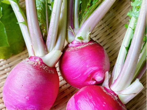 可愛い赤かぶ【もものすけ】❗️お漬物やサラダに！8本入り‼️手で皮がツルッと剥けます‼️