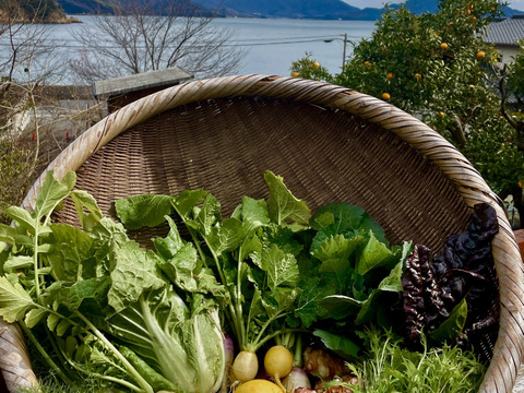 ✴︎ビタミンモリモリ！ちょっと珍しいお野菜も。お任せセット✴︎