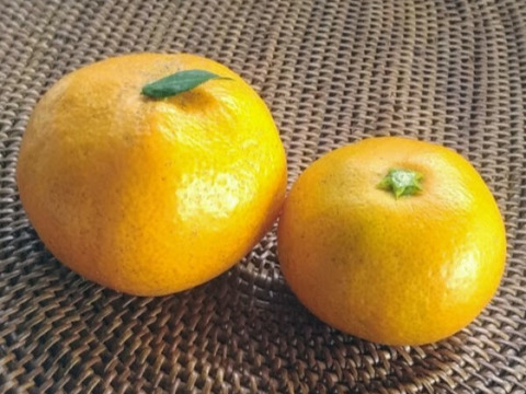 ♡アーユルヴェーダ万能のハーブ❣  ホーリーバジルティー《花茶》【国産・農薬不使用・添加物無添加】