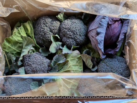 ともちゃんセット（ブロッコリー３つ　&　春キャベツ２つ）