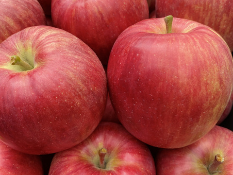 今季第1弾！収穫後すぐに発送！夏りんご「シナノレッド」爽やかな味わい　（9個から12個）