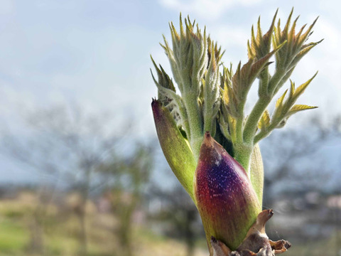 【4月25、26日発送分】たらの芽  300g【八ヶ岳の春をお届けします】