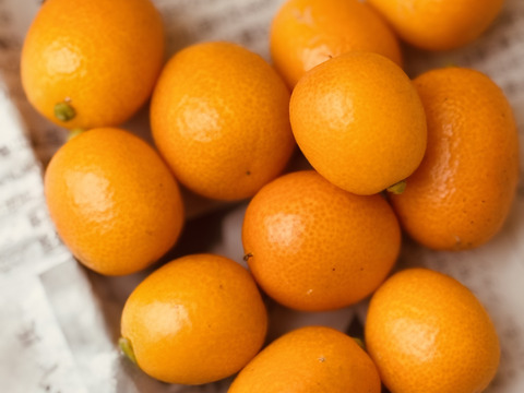 キンカン（金柑）1キロ