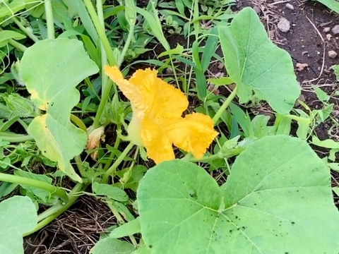 ★栽培期間中農薬肥料不使用！！★ねっとりと甘い！！【バターナッツかぼちゃ★小ぶり】約1.4キロ