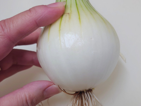 新✨️タマネギ🧅できたよ😋泥つき発送！