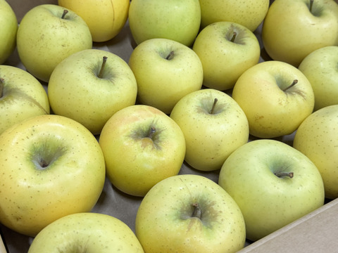 【訳あり・バラ詰め 大小込み】シナノゴールド💛約4.5Kg🍏青森県産　数量限定