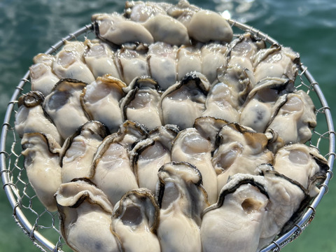 旬です！お待たせしました！　広島産生牡蠣むきみ　700g　生食用　１粒ずつ手で選別します！　清浄海域　垂下式