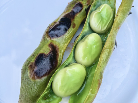 初夏の旬！🫛✨オーガニック空豆　1kg 
Organic Fava beans 【有機JAS認証取得】