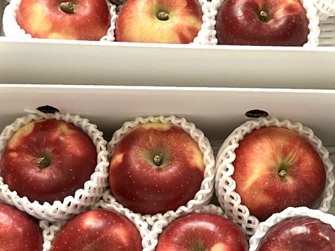 【ラッピング不可】 りんご】唯一無二の福島県オリジナル品種！酸味一択！「べに 果物