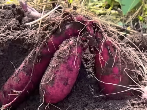 【母の日ギフト】🌷自然栽培 紅はるか🌷６ヶ月熟成の完熟芋で作った干し芋『蜜千姫』セット100gx5p