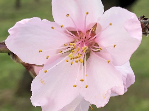 桃　なつっこ　良品　約2kg 長野県産