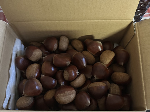 訳あり　小布施栗　2キロ　大きさバラバラ　将軍献上の歴史