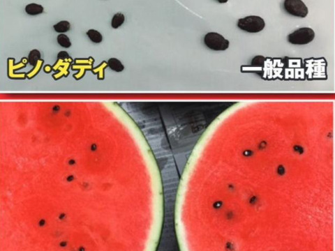 6月23日頃から発送、マイクロシード西瓜ピノダディ2Lサイズ1玉入り