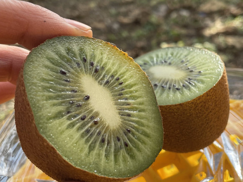 【今だけ10％増量】甘っ！ グリーンキウイの概念が変わる〈みつばちキウイ®〉家庭用 1.5kg+150g（17～33個）農薬・化学肥料不使用
