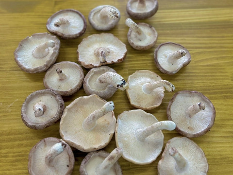 新鮮！肉厚ジューシー椎茸【規格外　ＢＩＧサイズ　１ｋｇ】