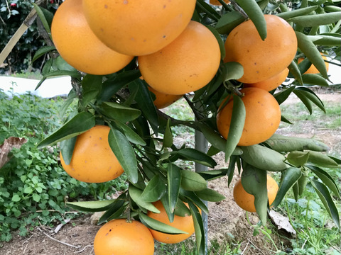 【糖度１６度以上】野村いろは農園の絶品せとか　３kg