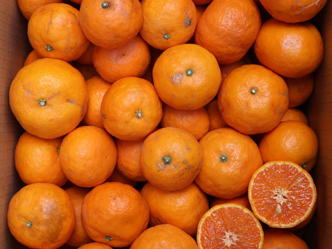 農家直送！なつみオレンジ　訳あり10kg【平武農園】和歌山｜有田｜田口｜こだわり