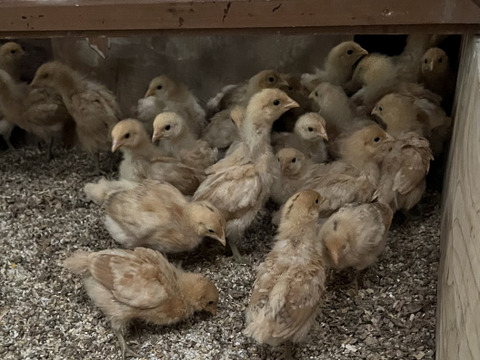 開運必勝のたまご
名古屋コーチン
6個入り