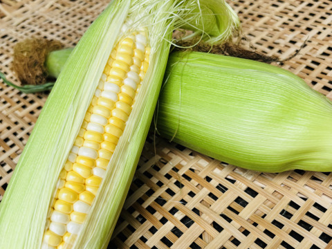 《訳ありでお買い得！》ドルチェドリーム（6〜8本）トウモロコシM〜2Lサイズ