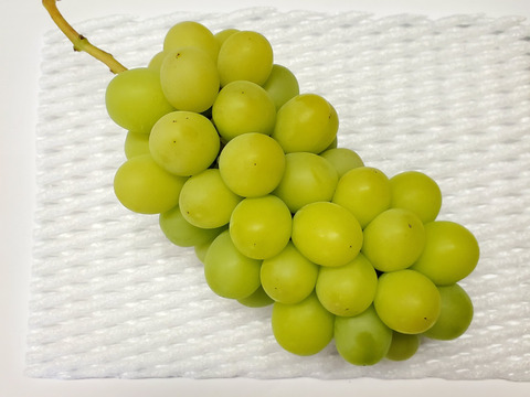 【完熟出荷】熟れたらほのかに黄色い！シャインマスカット2房箱(約1キログラム)【皮ごと種無し】