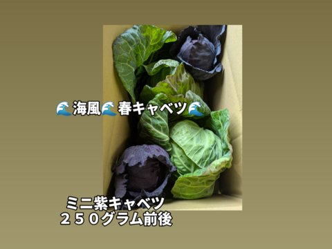 🟣紫キャベツ🌊海風🌊春キャベツ
