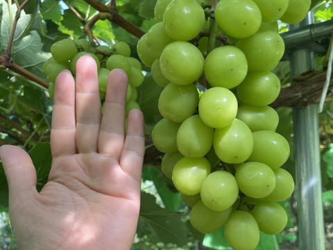 【冬ギフト】 ★パリパリ食感★贈答向け★シャインマスカット４５０ｇ～５００ｇ２房　★自家製ラフランス５００ｍｌジュース１本