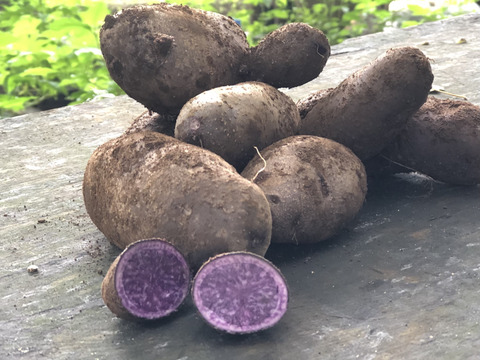 紫色のジャガイモ　シャドークイーン★1kg★農薬も除草剤も消毒も化学肥料も不使用です