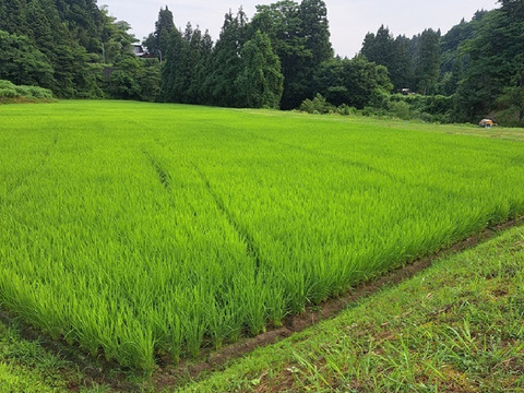 【令和6年産－新潟・とちお産コシヒカリ】豊かな山の湧水で育てたお米（精米2kgポリ袋／農家直送・送料相当分値引き中）／箱込み総重量／お試し米