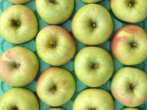 【販売開始！】青森県産りんご「ぐんま名月」家庭用 キズ有 約5kg 【光センサー選果・高リピート率】