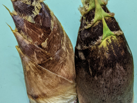 水煮『筍』１.５kg ！朝採りアク抜き茹で筍！丸ごと２～４本を真空パック詰！風味豊か絶品の旨さ