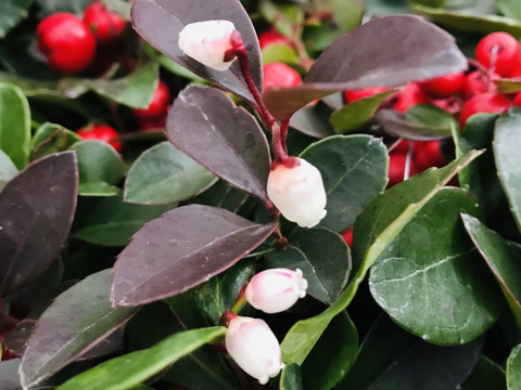 〜優しい空間を〜苔玉チェッカーべリー