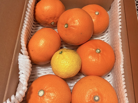 柑橘の大トロ！　せとか（ご家庭用・２㎏）