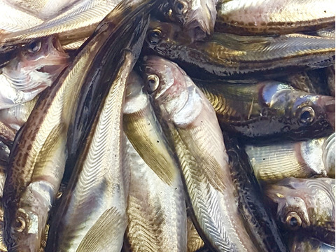 【期間限定】ハタハタ 大中混ざり1㎏〜