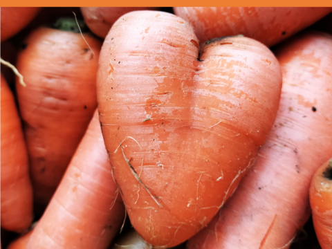 【サイズふぞろい・土付き】雪下ニンジン 2kg【農薬化学肥料不使用】